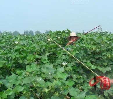 2022年种棉花形势咋样,种棉花难的视频