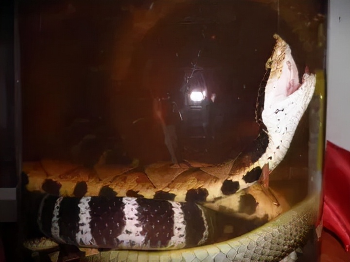 泡过蛇酒的毒蛇还有用吗,泡了22年的8条毒蛇酒会中毒吗