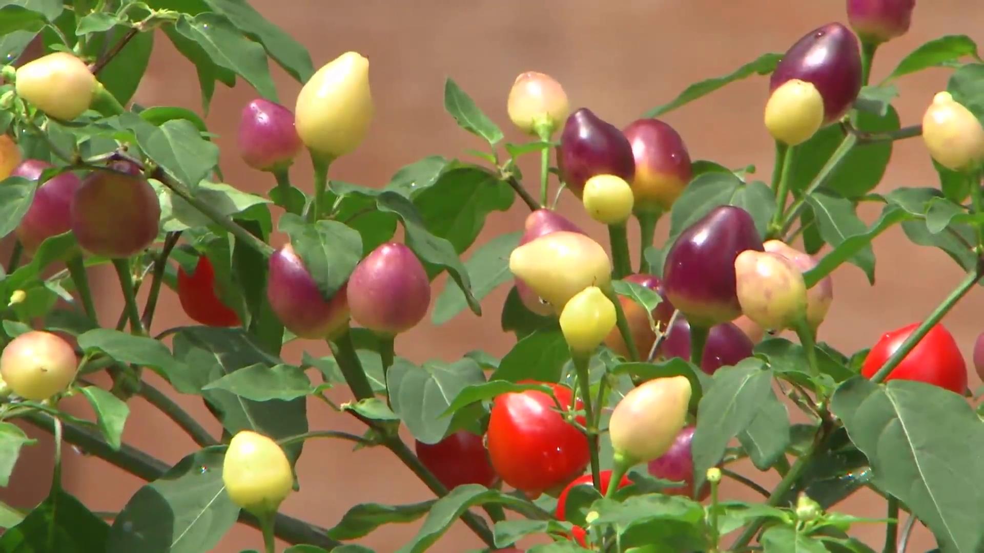 黄土种植的七彩辣椒好不好,种七彩辣椒利润