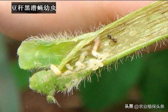 昆虫的习性与行为与害虫防治,害虫防治与昆虫分类