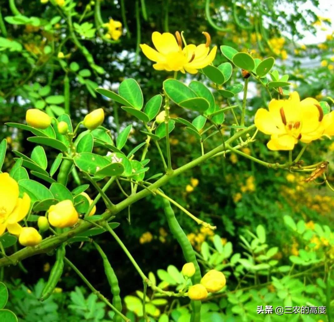 所有蛇不一定是毒蛇需要远离吗,蛇类中最为胆小的蛇