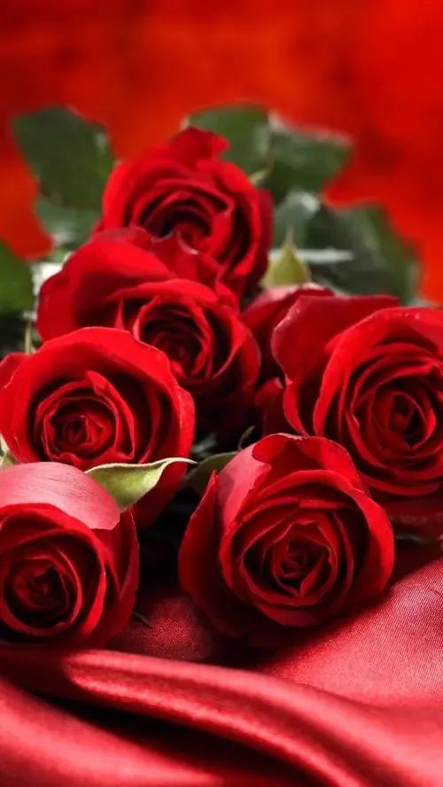 农历四月十五日，送你九九红玫瑰，祝君事业红红火火