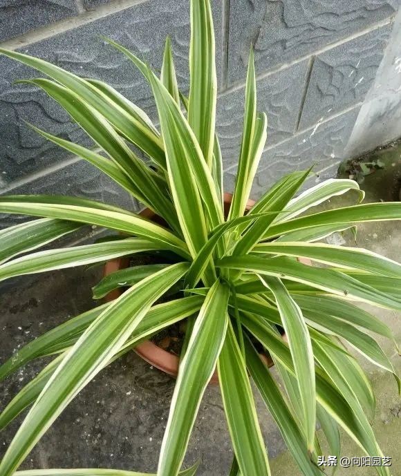 非常耐阴的绿植非常适合室内养护,家养最好养的绿植推荐