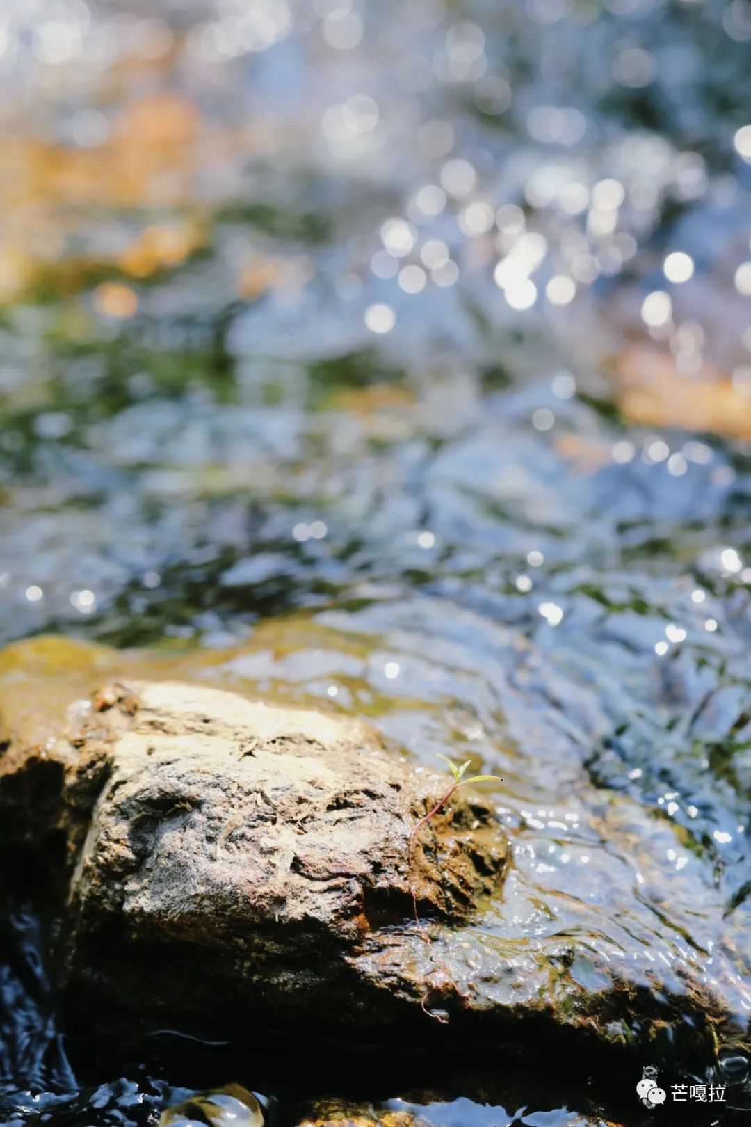 如何理解喝普洱茶时的体感,薄荷塘普洱茶有清凉感吗