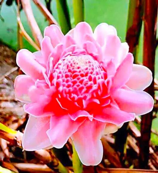 似火炬般的花朵，名字叫做火炬姜