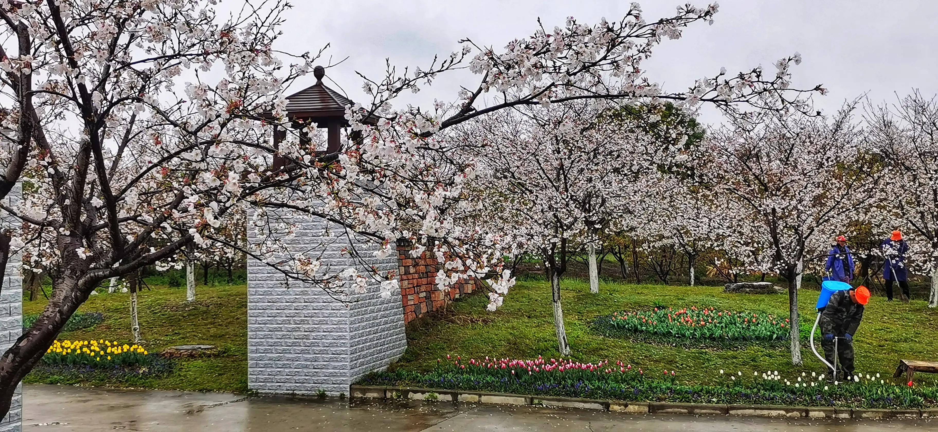 湖北宜昌花海赏花,枝江同心花海四月有什么花