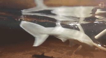 无沟双髻鲨是最大的鲨鱼吗,窄头双髻鲨可以在淡水活吗