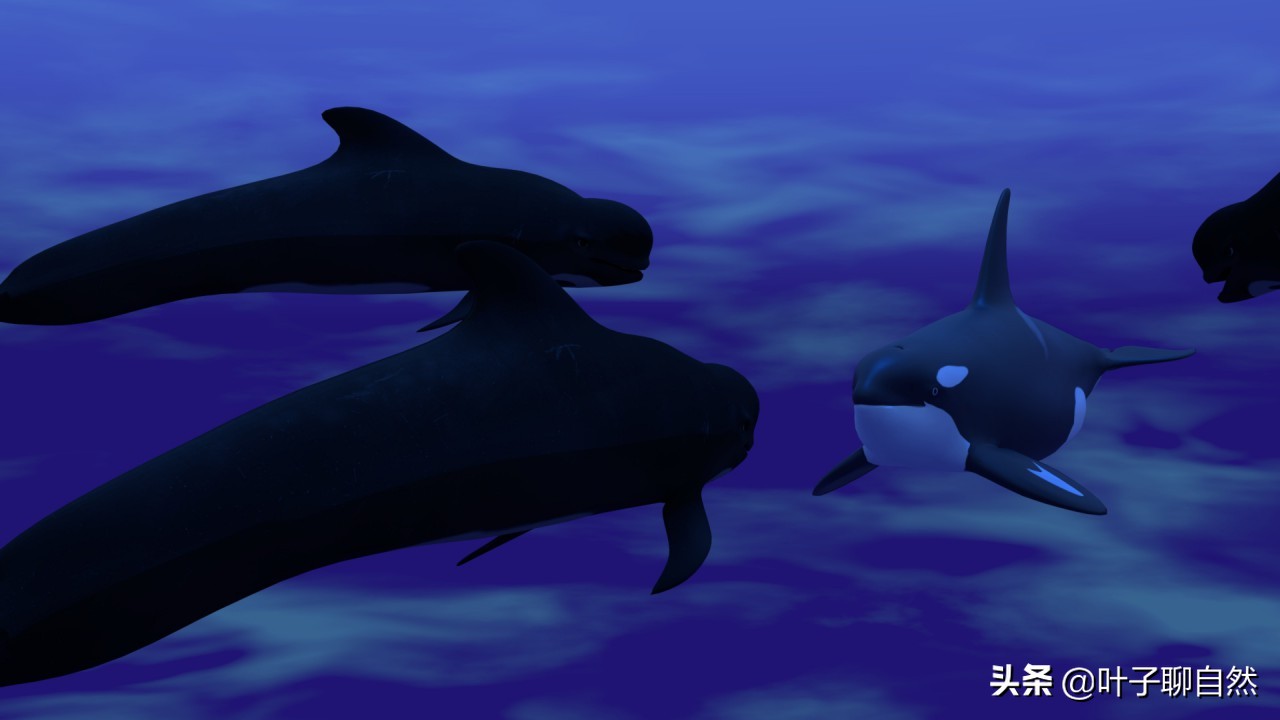座头鲸殴打虎鲸谁会胜利,领航鲸为什么打虎鲸