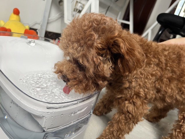 宠咕咕智能宠物饮水机,宠咕咕喂食器测评