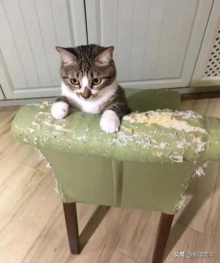 100件养猫好物,十元左右养猫好物分享