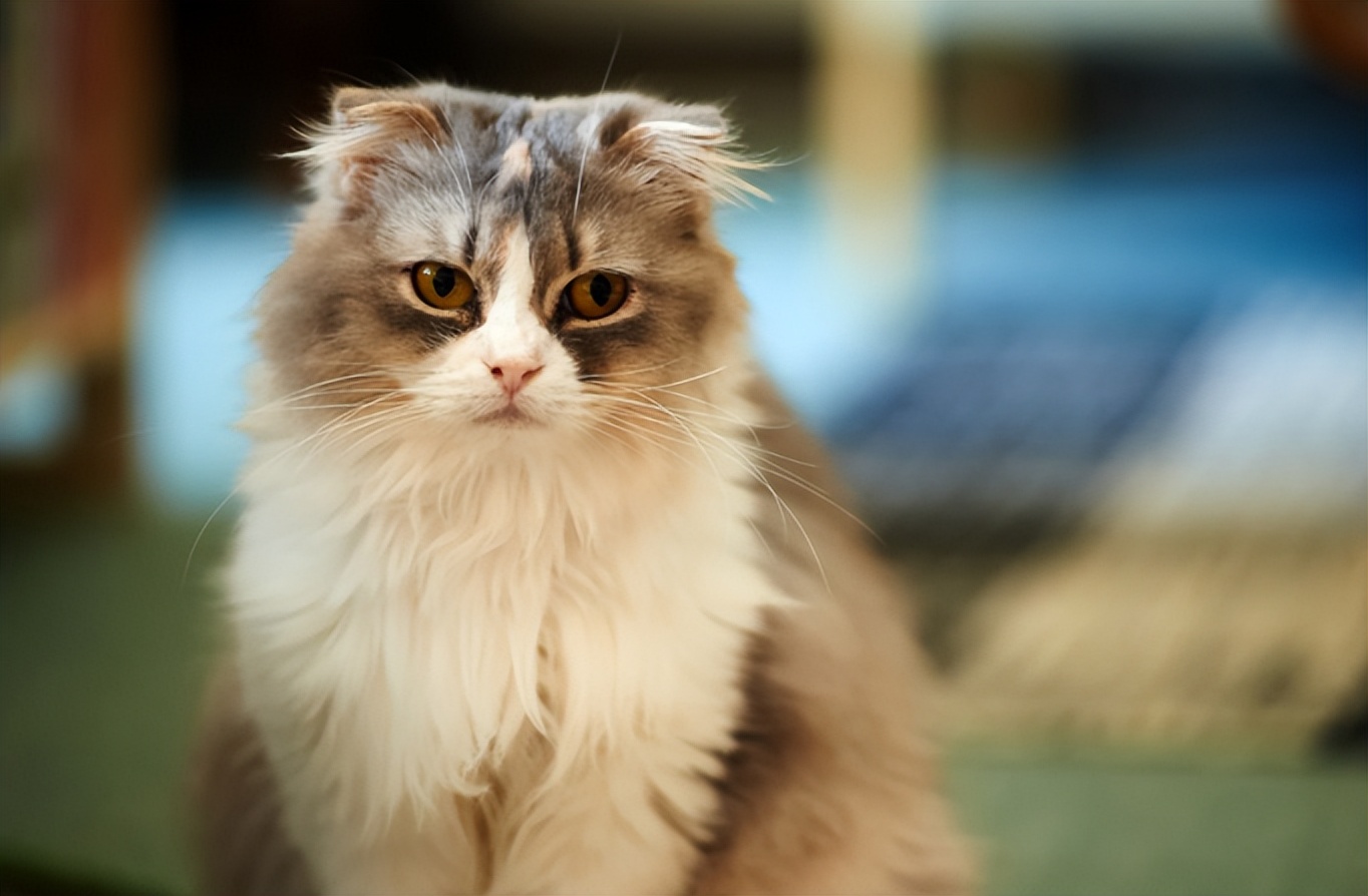 治疗猫咪急性肠胃炎,猫咪肠胃炎用什么药怎么喂