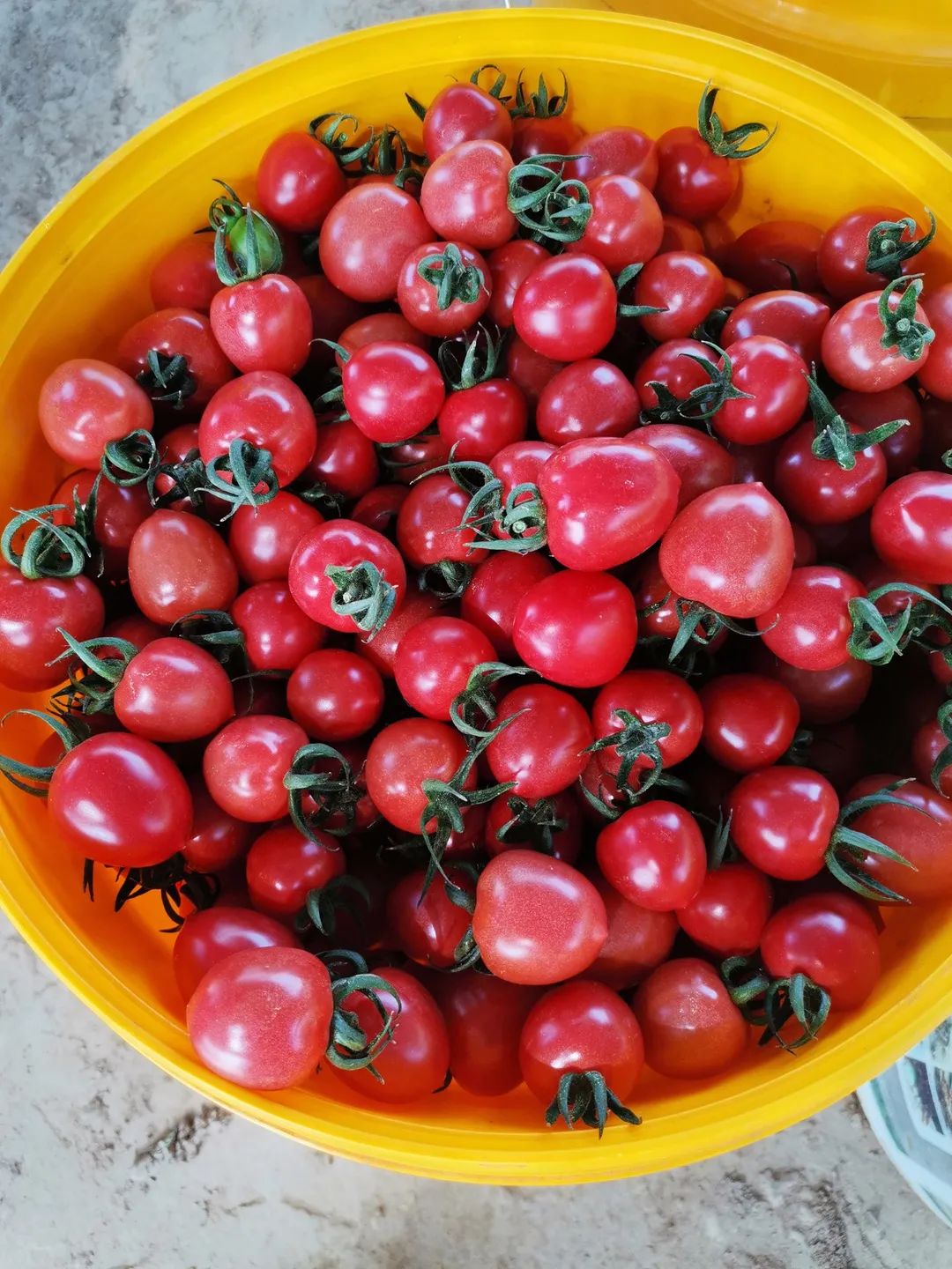 菜农伯伯与农业对话,蔬菜与大棚对话