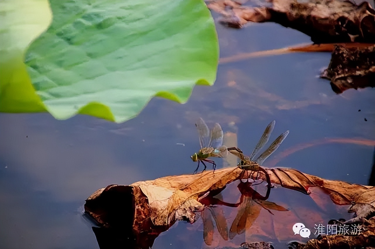 淮阳龙湖赏荷花的季节,淮阳观赏荷花的地方在哪里