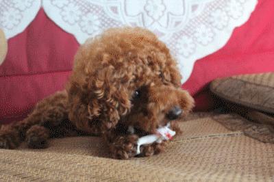 纯种泰迪和串串的区别,泰迪如何分辨纯种和串串