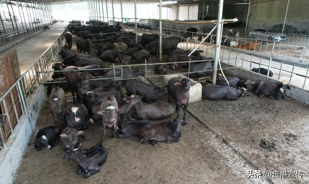 你平时喝的是公牛奶还是母牛奶,你平常喝的牛奶是真的牛奶吗