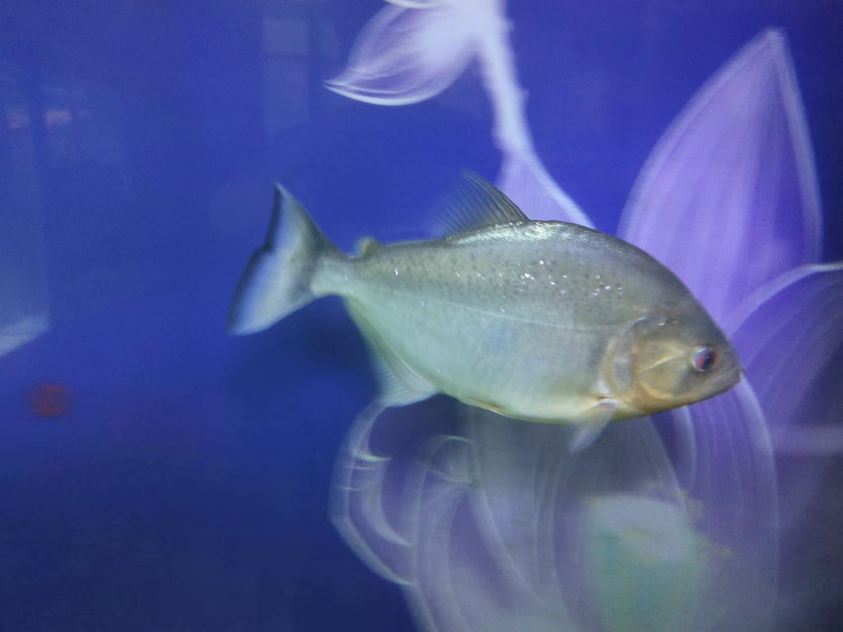 新鱼有白点会感染老鱼吗,热带鱼身上有小白点怎么办