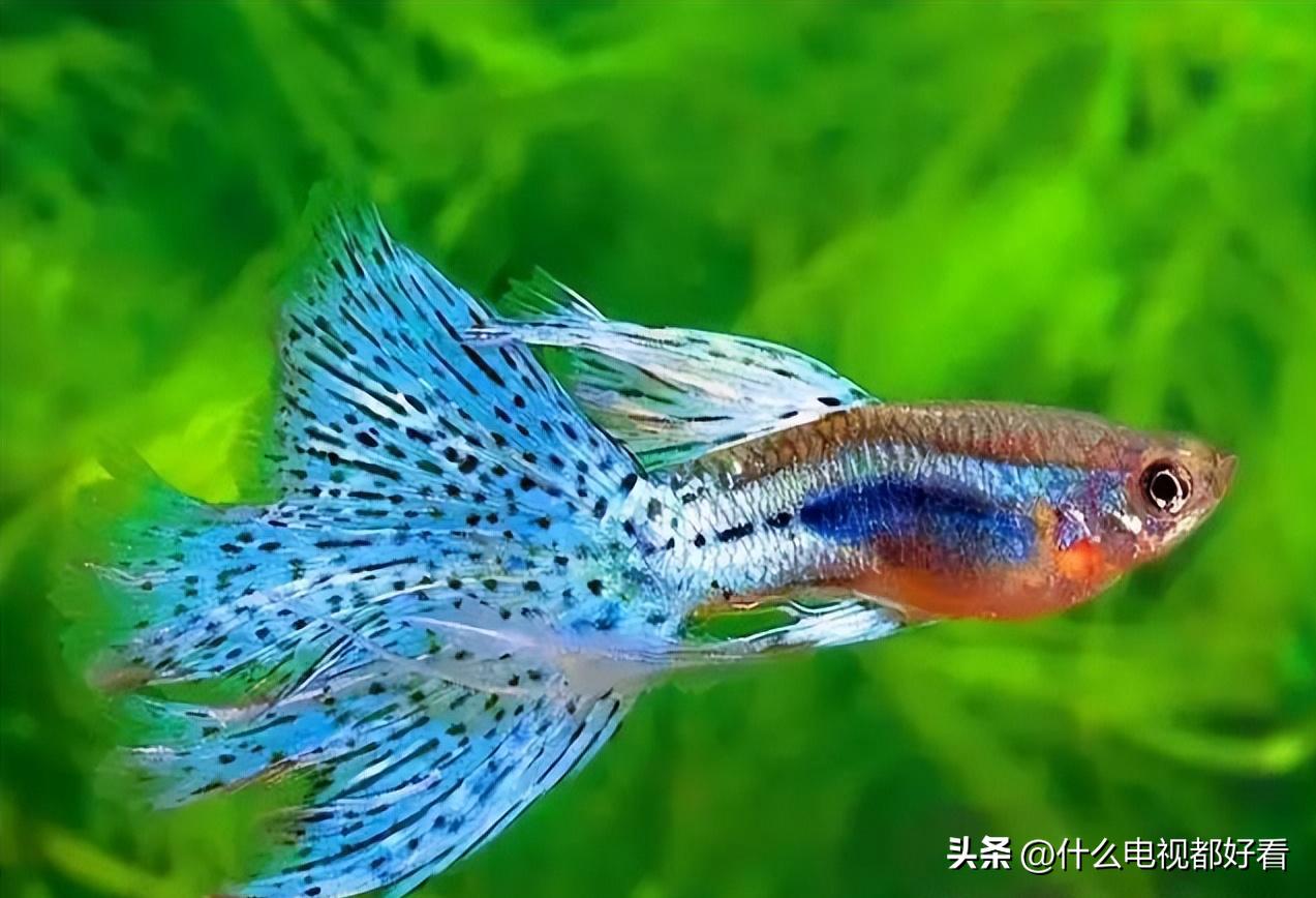 观赏鱼冬天怎么养能活,冬天鱼在鱼缸怎么办