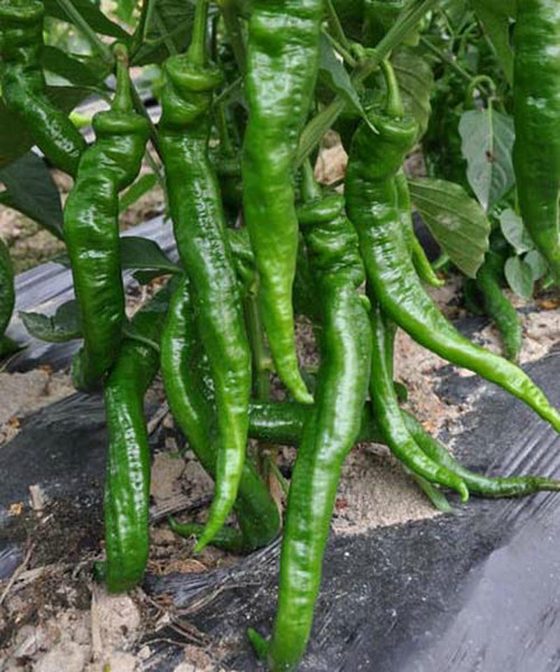 老品种非转基因辣椒种子,月丰朝天椒辣椒种子