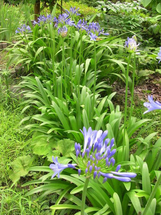 视觉盛宴五种赏花名花供您选择,春天十种最美的花介绍