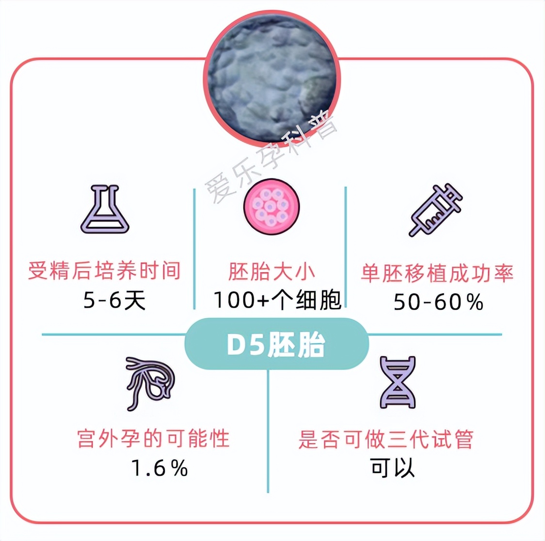 养囊后4bb囊胚移植成功率,到底移植鲜囊还是囊胚