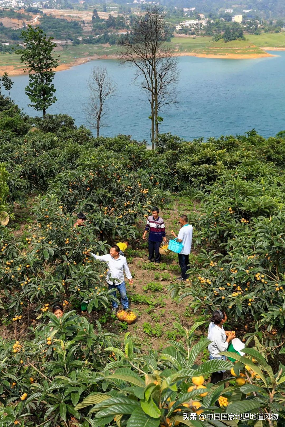 北方人认识枇杷吗,南方人有多爱嗦粉