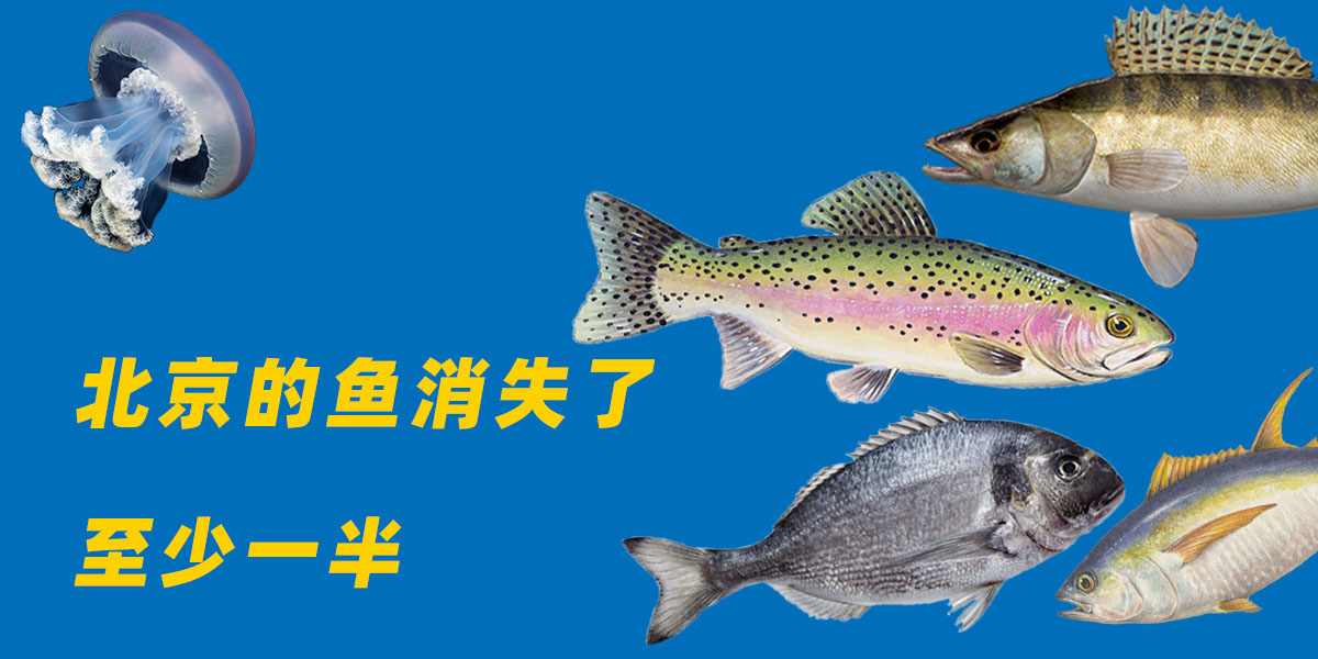 北京的鱼都,北京的鱼