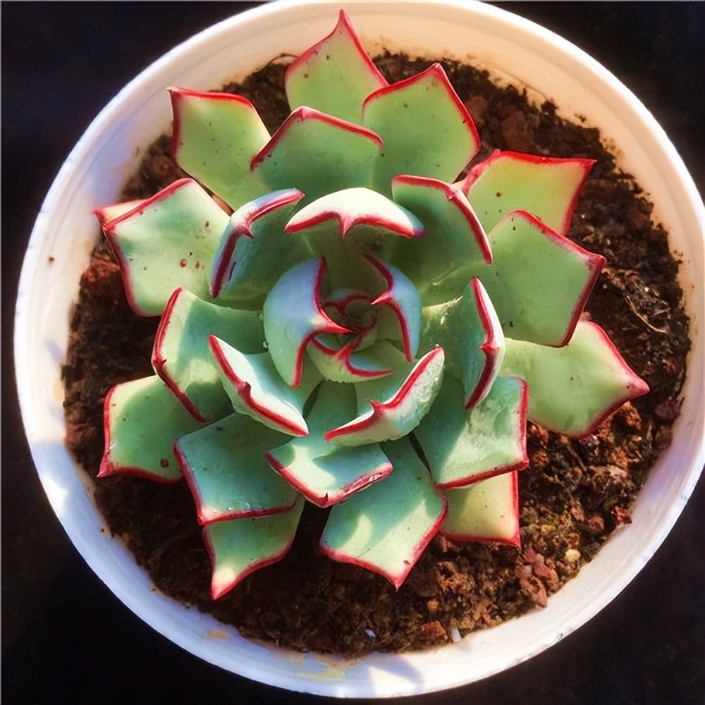 今年新多肉品种,新手值得入手的多肉排行榜