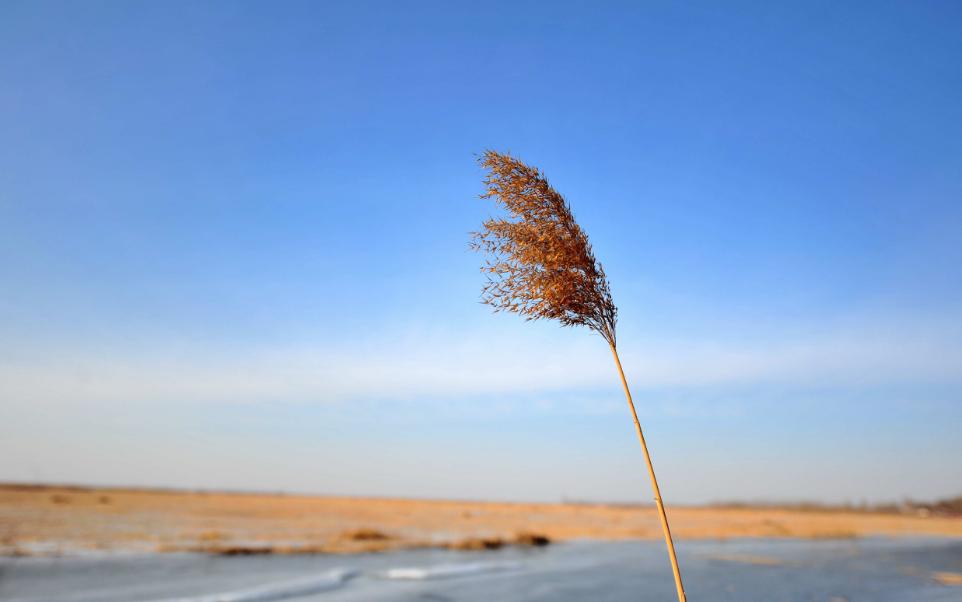 北风卷地寒侵骨,关于北风的诗句古诗大全