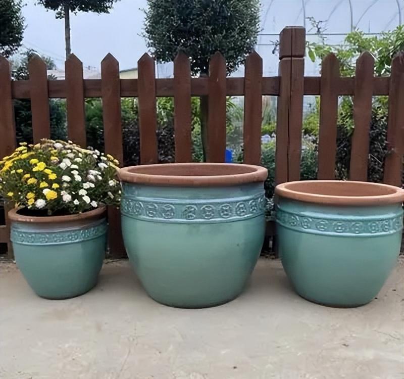 4种花很漂亮好养易活,4种花有阳光就爆盆