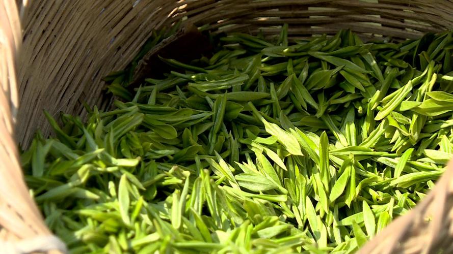 中国茶的传播对欧洲的影响,中国茶的传播