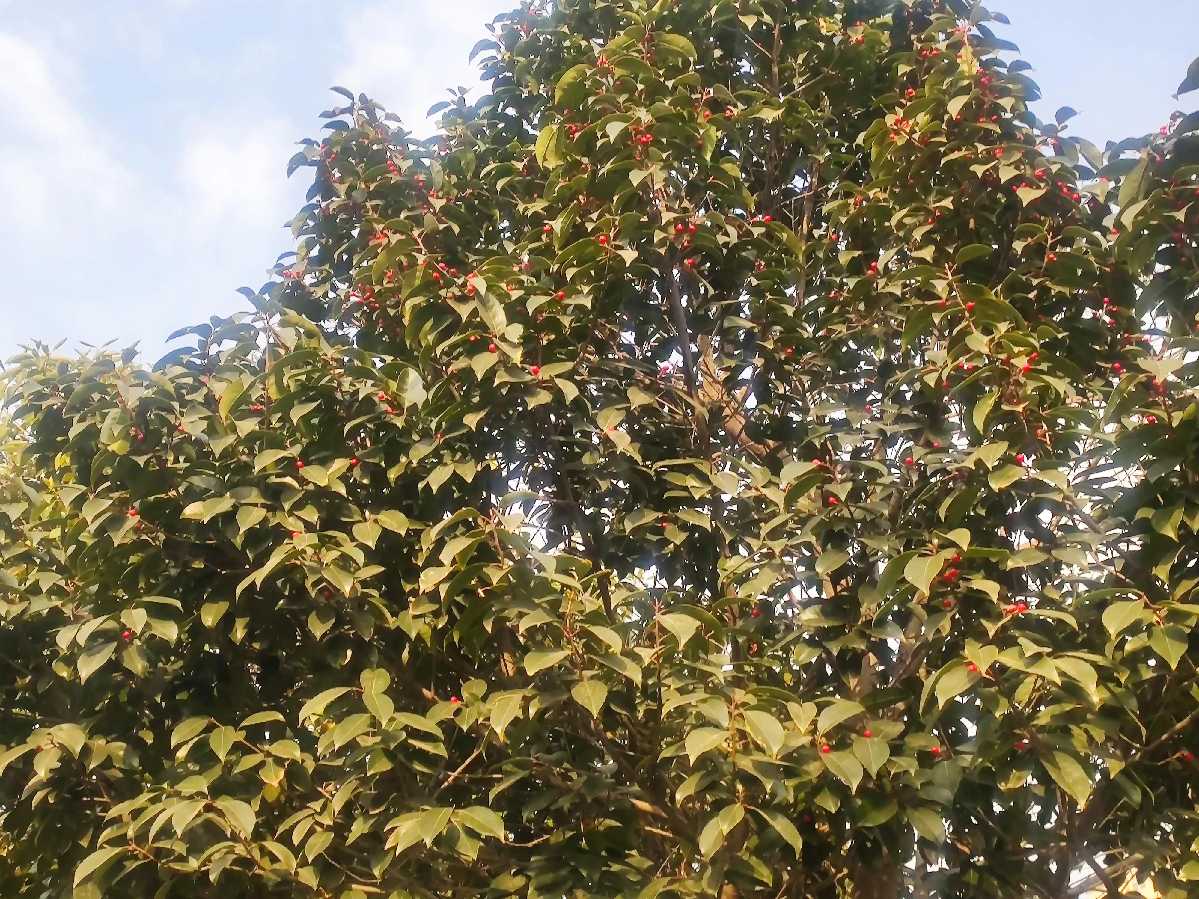 明月当空洒银玉解释,明月当空照下一句是啥