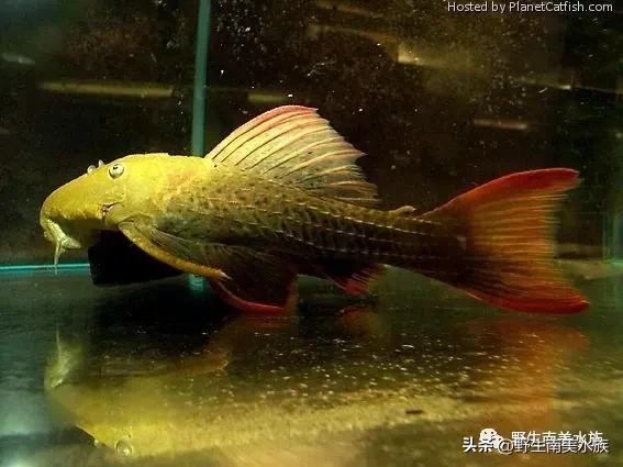 每天认识一种热带鱼,每天认识一种南美鱼