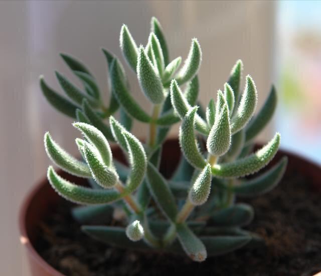 十二卷多肉的品种图鉴,100种多肉植物图片大全