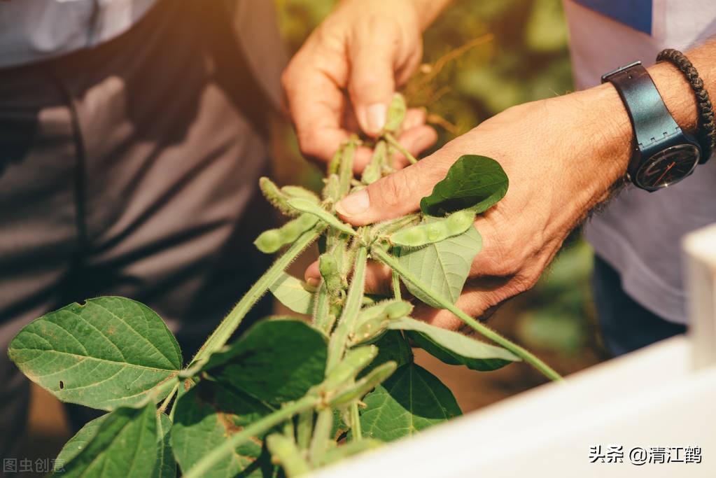 豆类地能用什么除草剂,豆类除草剂配方大全
