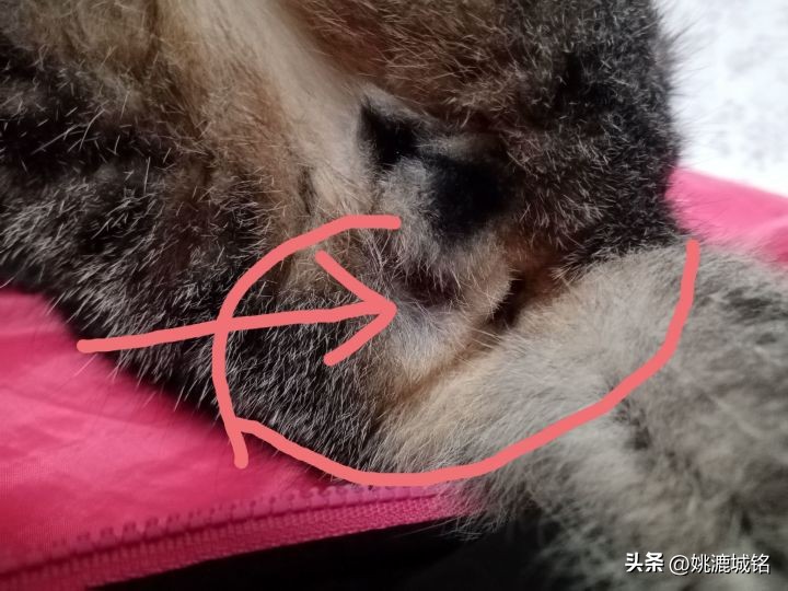 猫的肛门腺怎样治疗,猫的肛门治疗