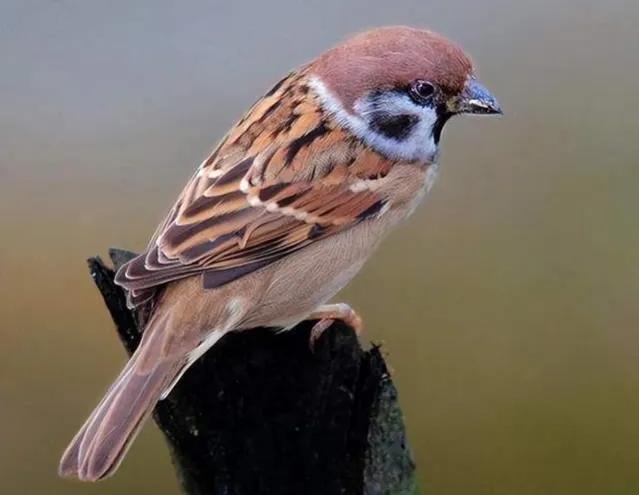 小区常见十种鸟,小区里黑色鸟一般是什么鸟