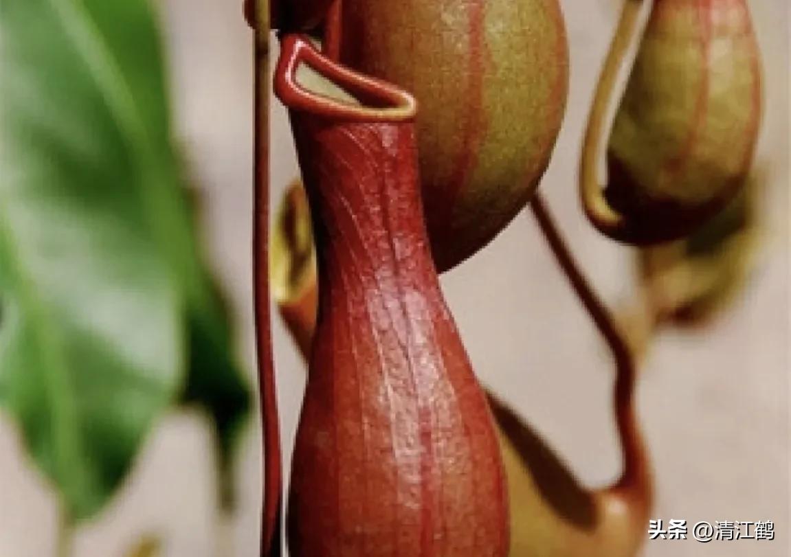 又好看又便宜的食虫植物,有什么推荐的食虫植物