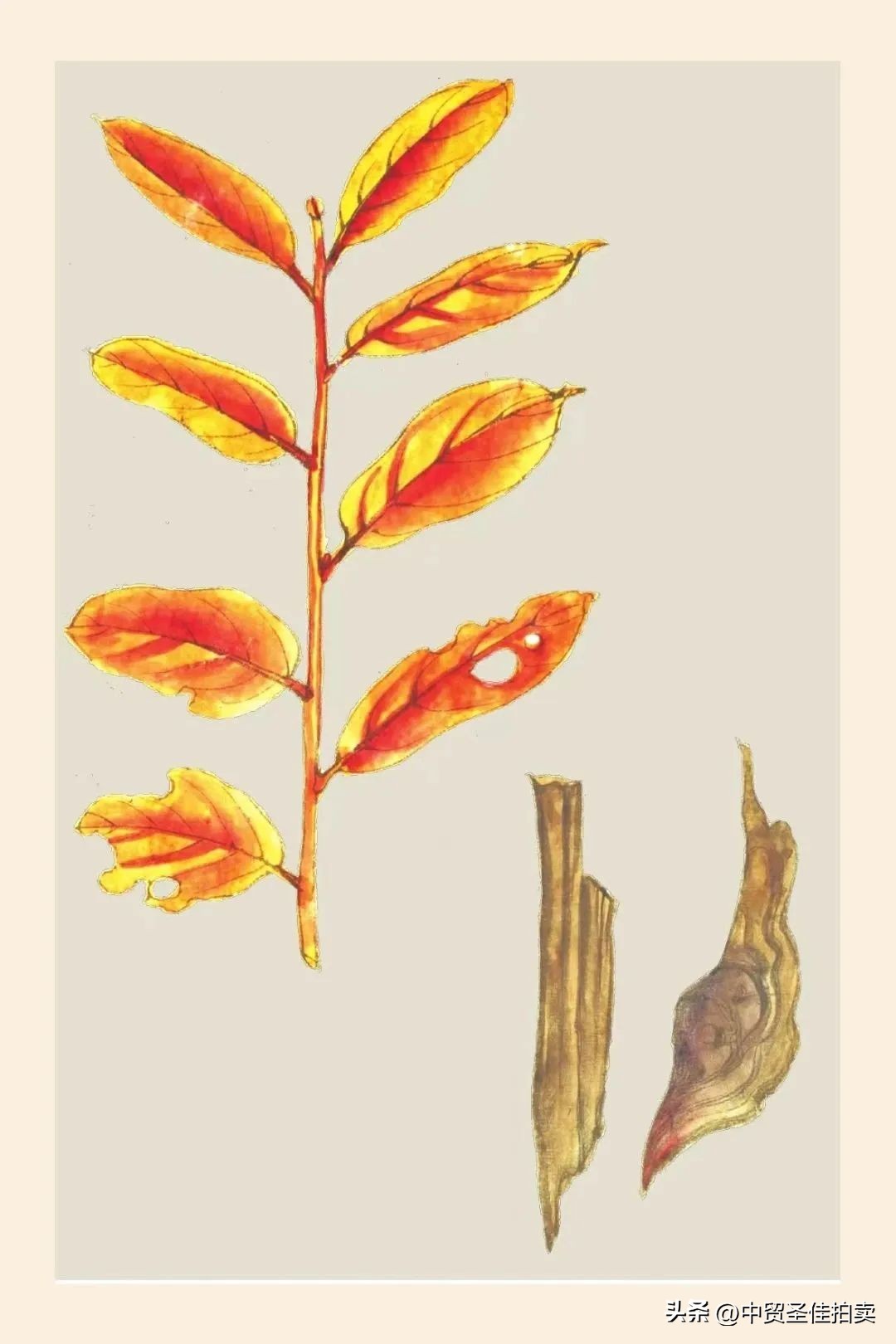 圣佳艺文志|临风有客识异香：略谈中国香文化