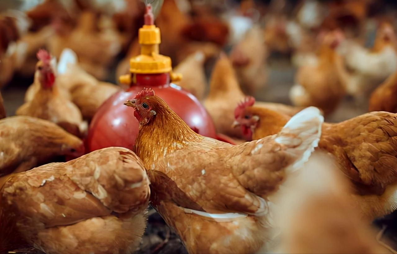 鸡的祖先是霸王龙？它为何每天都下蛋，细数鸡身上的“恐龙基因”