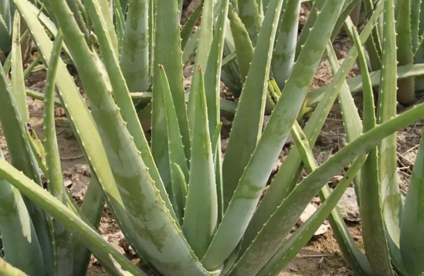 这几种芦荟不仅可以观赏，还能美容，你选对品种了吗？