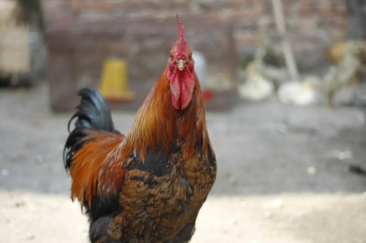 为什么五毒之首的蜈蚣怕公鸡,为啥五毒之一蜈蚣竟然怕公鸡