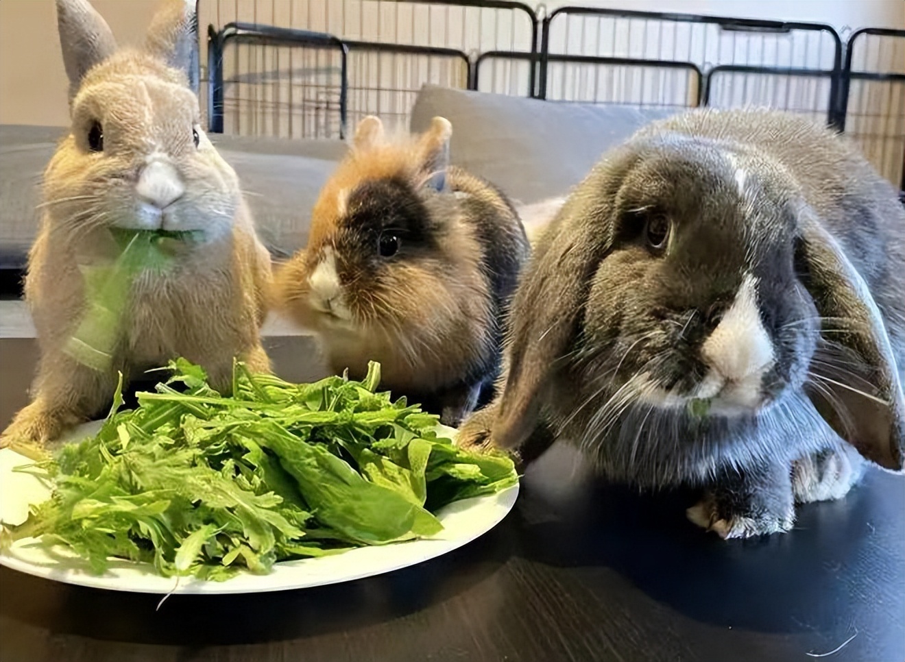 兔年在家里养兔,兔年宜动不宜静