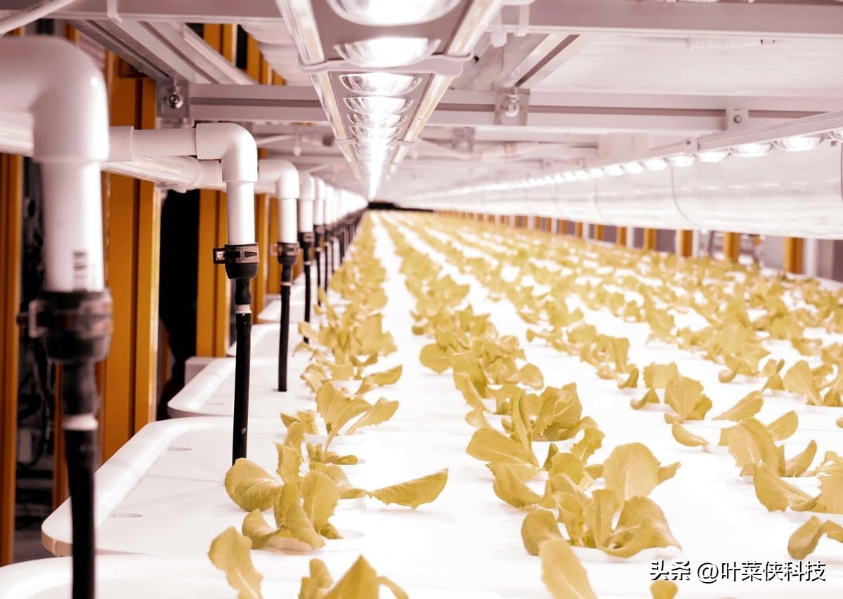 叶菜侠,了解植物工厂的种植技术