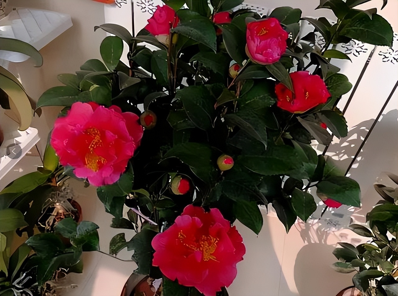 此花花色繁多有淡香味易养易成活,此花气味芬芳生命力顽强