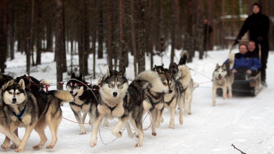 哈士奇是最晚被驯化的狗,哈士奇被误认为咬人的狗