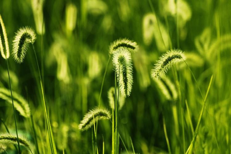 谷穗和狗尾草,谷穗和狗尾草的区别