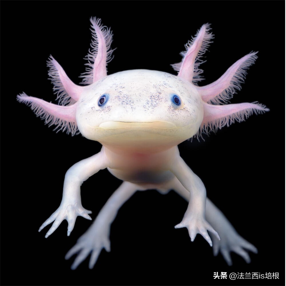 广州海关截获“六角恐龙”，花鸟市场50元6条，难道是濒危物种？