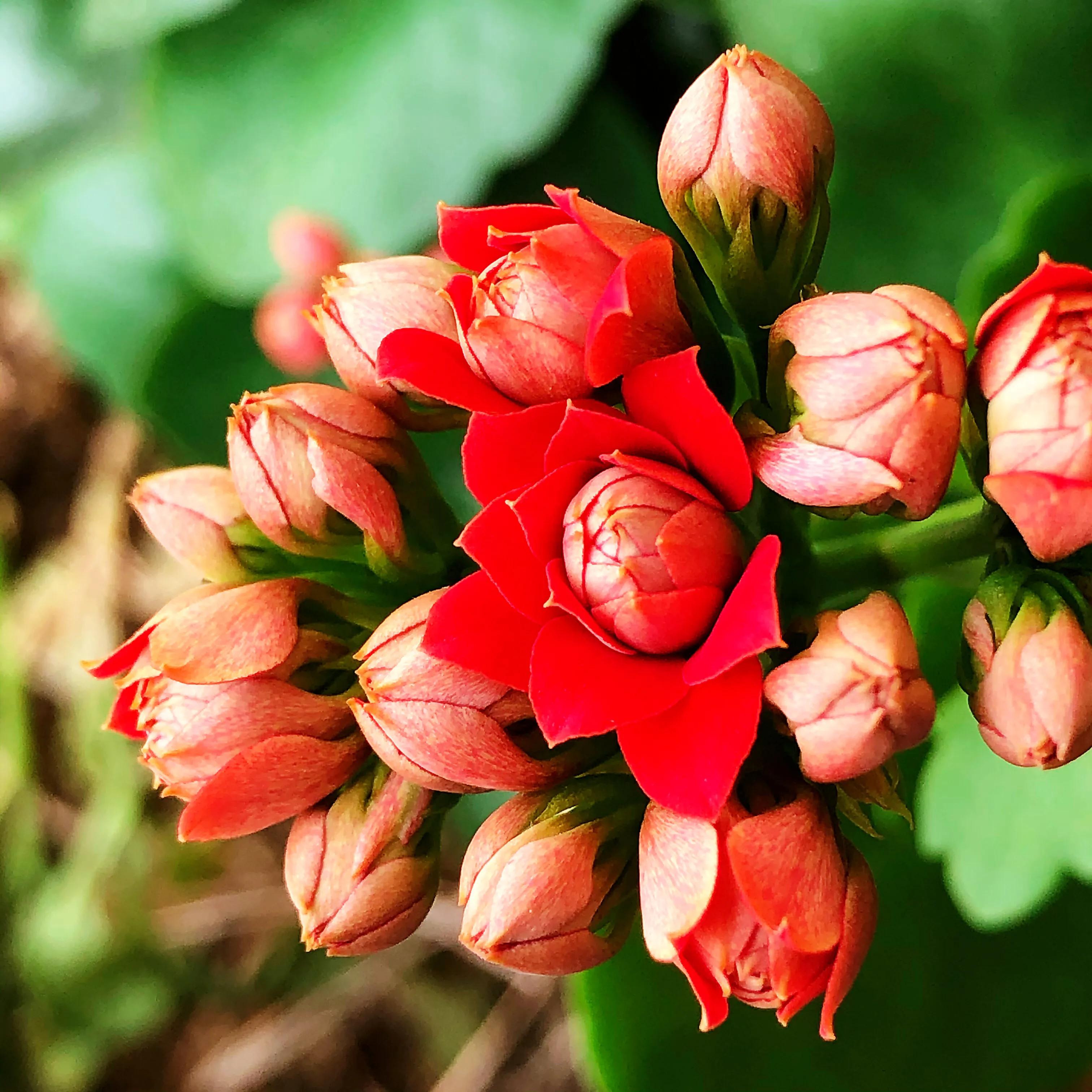 家里养什么花儿好养活,家里养的花儿图片