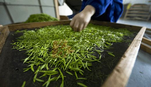 陕西汉中名茶,汉中茶叶加工制作全过程