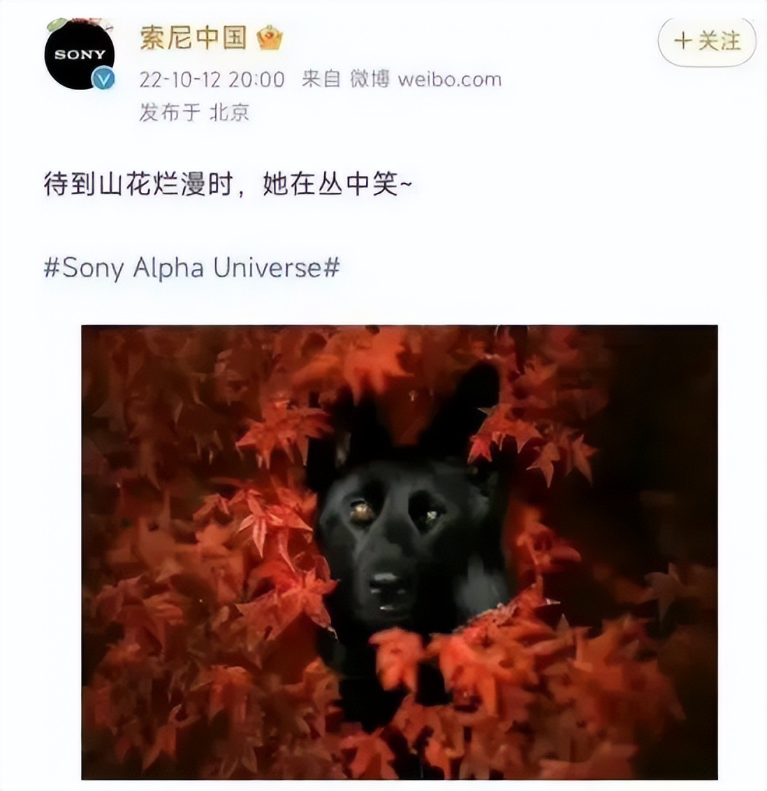 因为两个冰淇淋损失200亿视频,宝马冰淇淋事件原视频女主